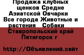 Продажа клубных щенков Средне Азиатской Овчарки - Все города Животные и растения » Собаки   . Ставропольский край,Пятигорск г.